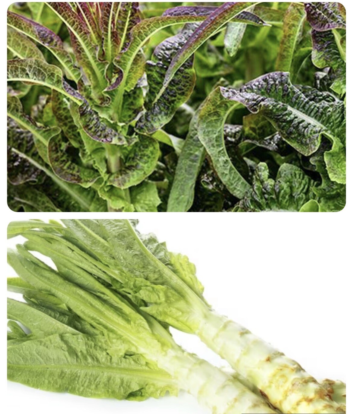 2000++Seeds Mix Green & Purple Sword Lettuce seeds, Celtuce, wosun Celtuce 紫萵筍