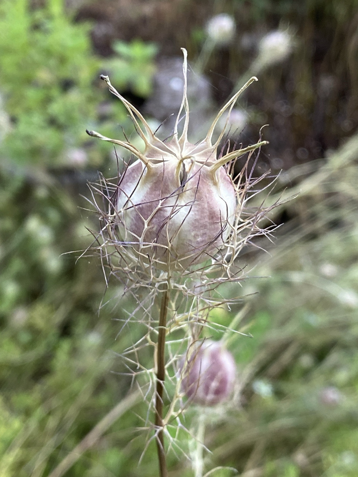 3,000 + Love In a Mist Organic Nigella Flower Seeds Unique Cut Decorative Pods