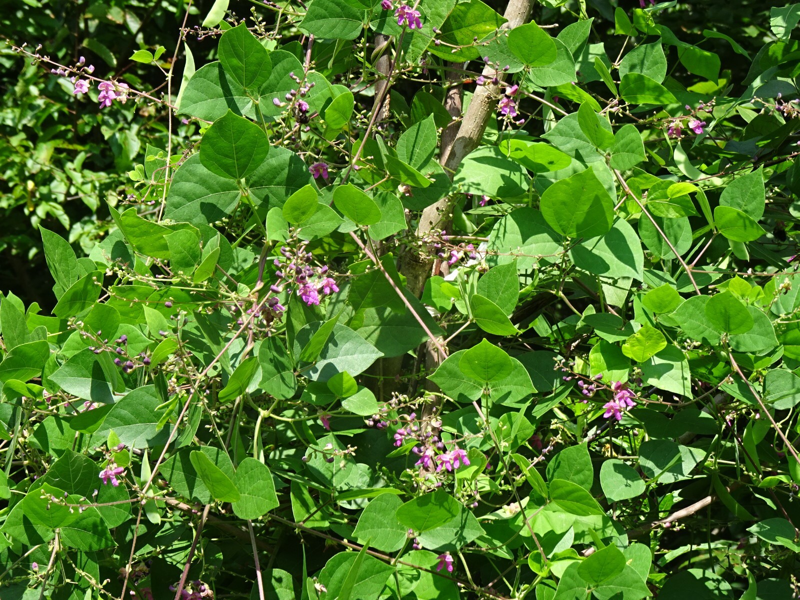 Phaseolus polystachios Thicket Bean 5 seeds from 2022 Native perennial bean