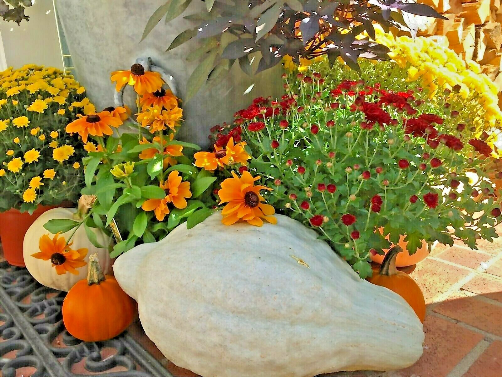 30+BLUE HUBBARD Winter Squash Seeds Heirloom Native Vegetable Sweet Potato Taste