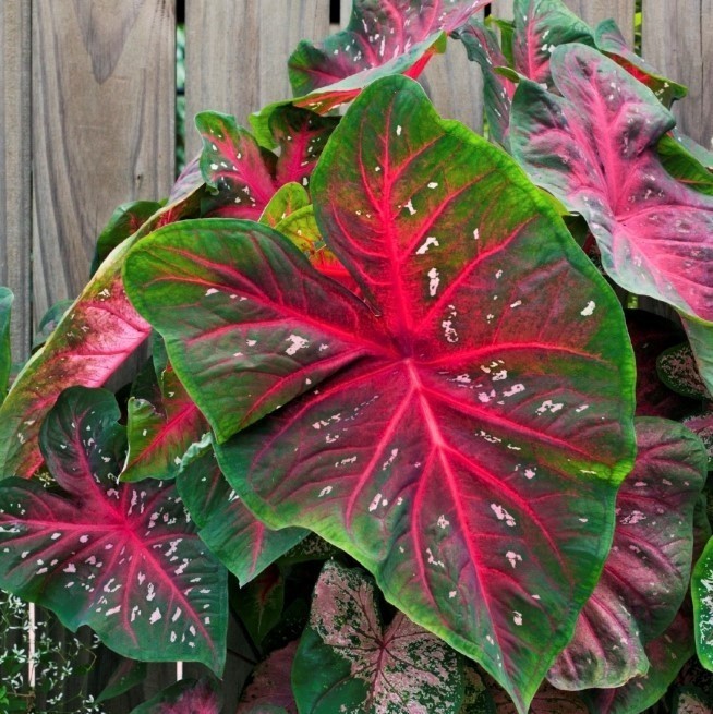 5 Fancy-Leaf CALADIUM Bulbs~RED FLASH~Green, Red Veins, Pink Spots~FREE SHIPPING