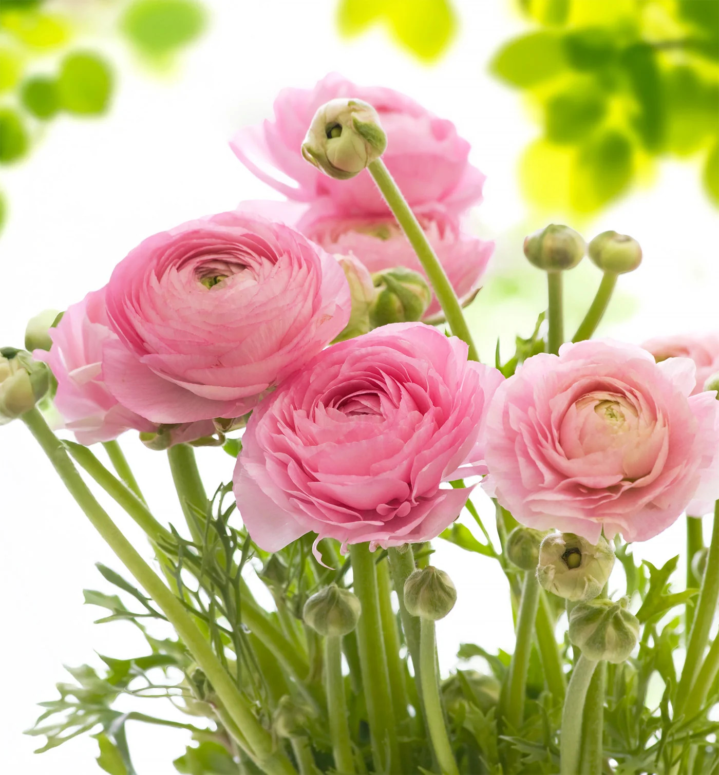 Pink Ranunculus – 10 bulbs
