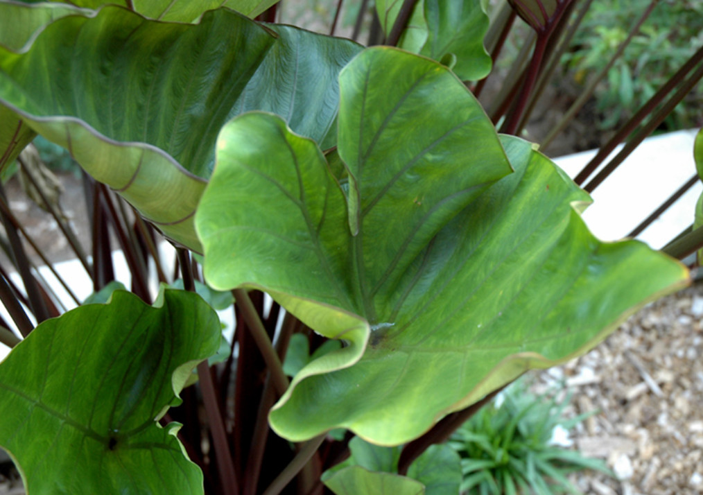 Tea Cup Colocasia Plant – 6-12″ Tall – Tropical Elephant Ear for Containers