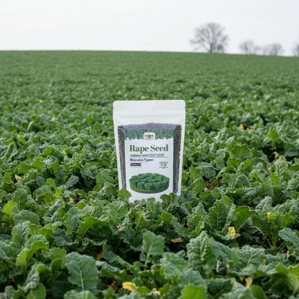 Old Cobblers Farm™ Wicked Tuff Turf Essex Dwarf Rape Seed – Lush Green Forage