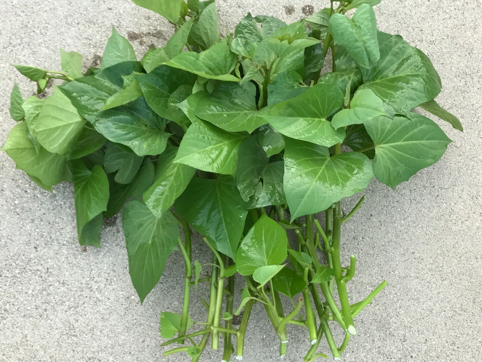 20 Edible Sweet Potato Plant Vine, Beauregard Sweet Potato slip Cuttings