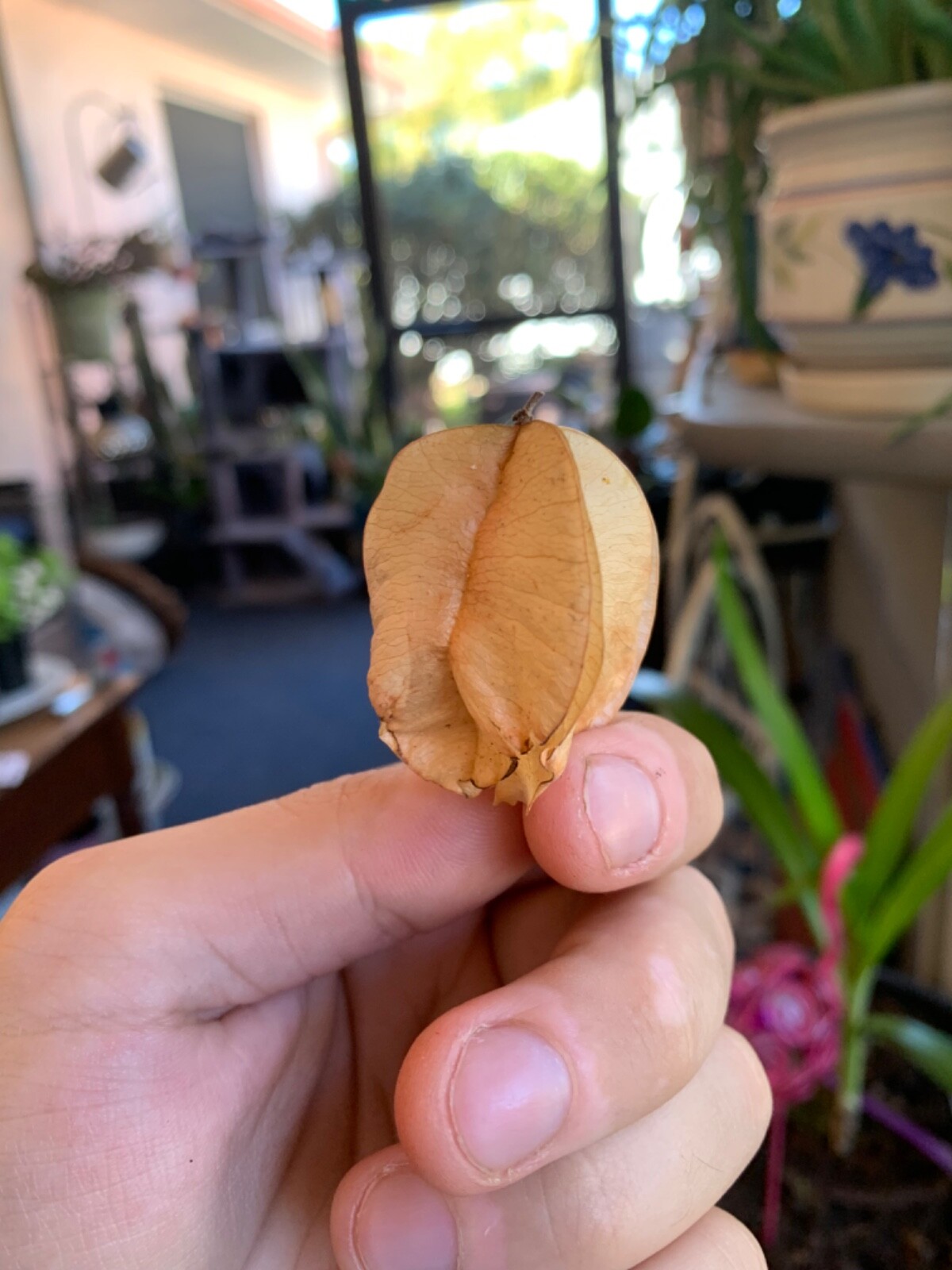 Koelreuteria paniculata | Golden Rain Tree | Pride of India | 20 Seeds