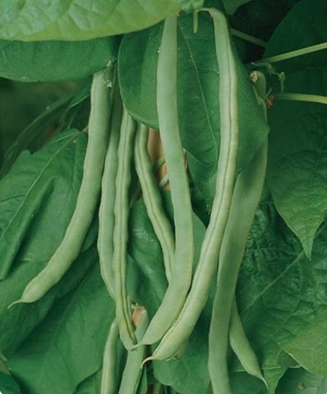 Organic Blue Lake 274 Bush Green Bean Seeds, Heirloom/Non-GMO, Flesh 2026 🇺🇸