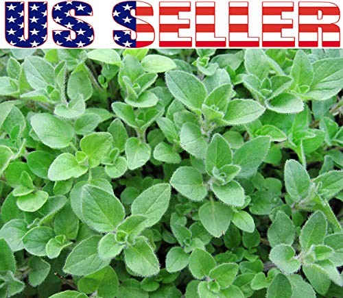 1000 Mixed Herb Seeds Heirloom Non GMO 12 Varieties This is a Mix, Thyme Oreg…