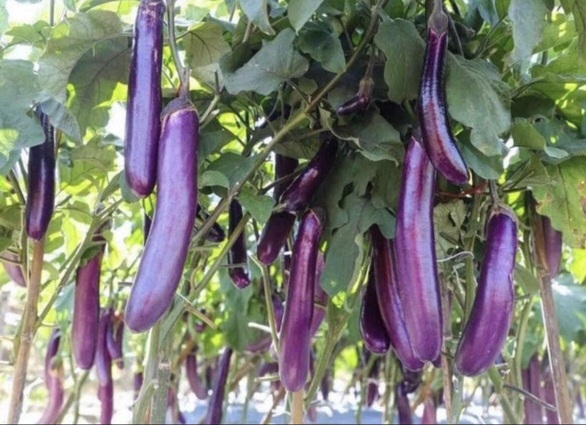 30+ Asian Eggplants Seeds Long Purple Eggplants Aubergine I Non GMO I Heirloom