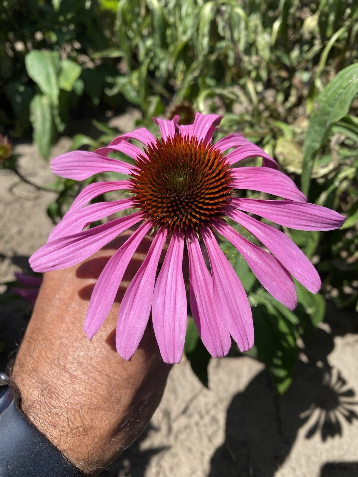 Echinacea Purpurea Seeds, 50 seeds. FREE SHIPPING. Attracts pollinators.