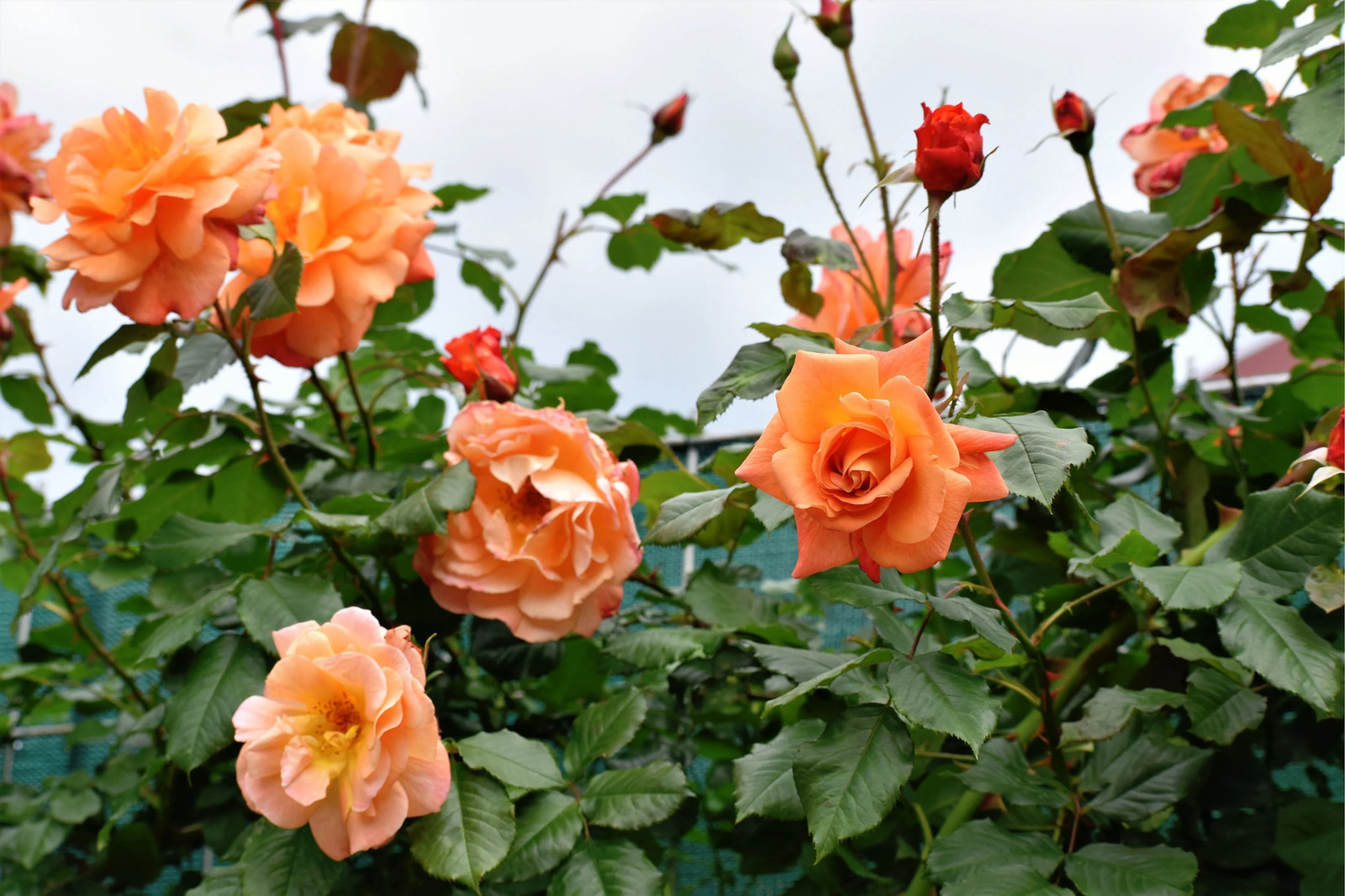 5 ORANGE CLIMBING ROSE Rosa Bush Vine Climber Fragrant Butterfly Flower Seeds
