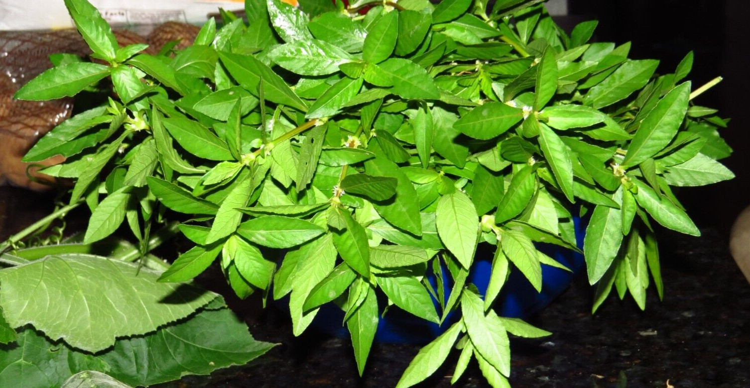 200+Sessile Joyweed/Ponnanganni/Mukunuwenna/Dwarf Copperleaf/Alternanthera Seeds