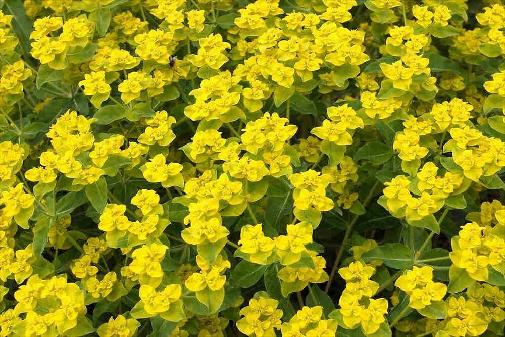 Euphorbia lathyris caper spurge 10 seeds