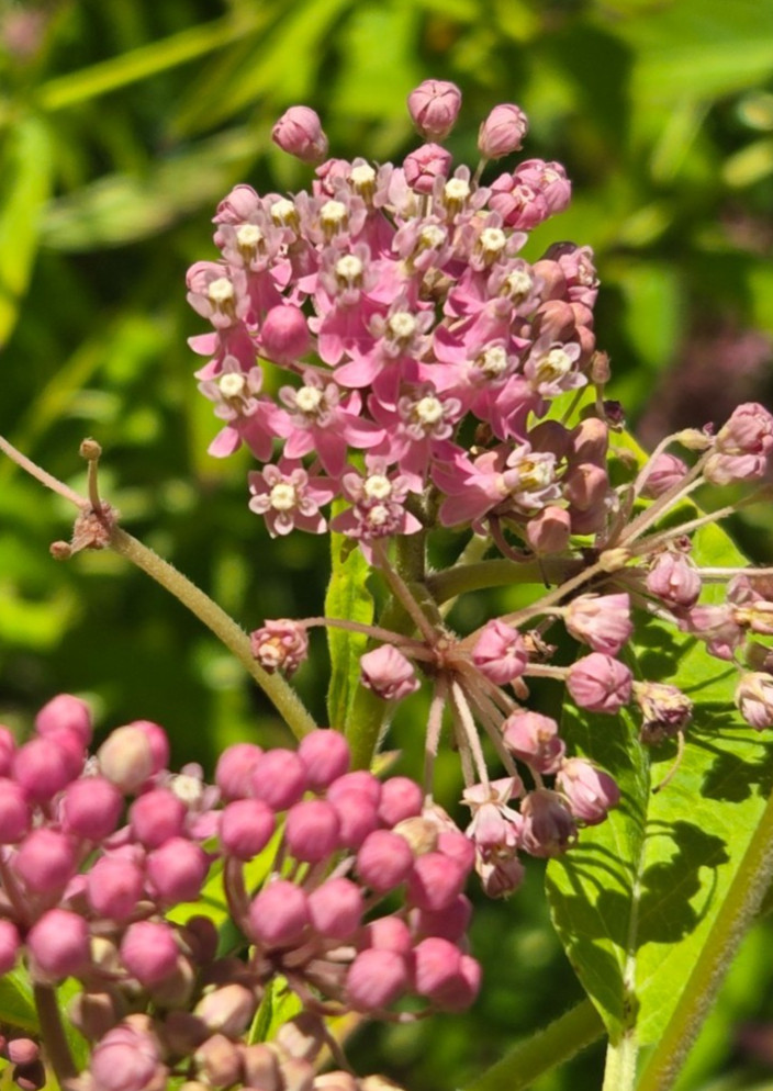 1 GRAM +Pink Swamp Milkweed/NATIVE NE US/Asclepius Incarnata/ORGANIC