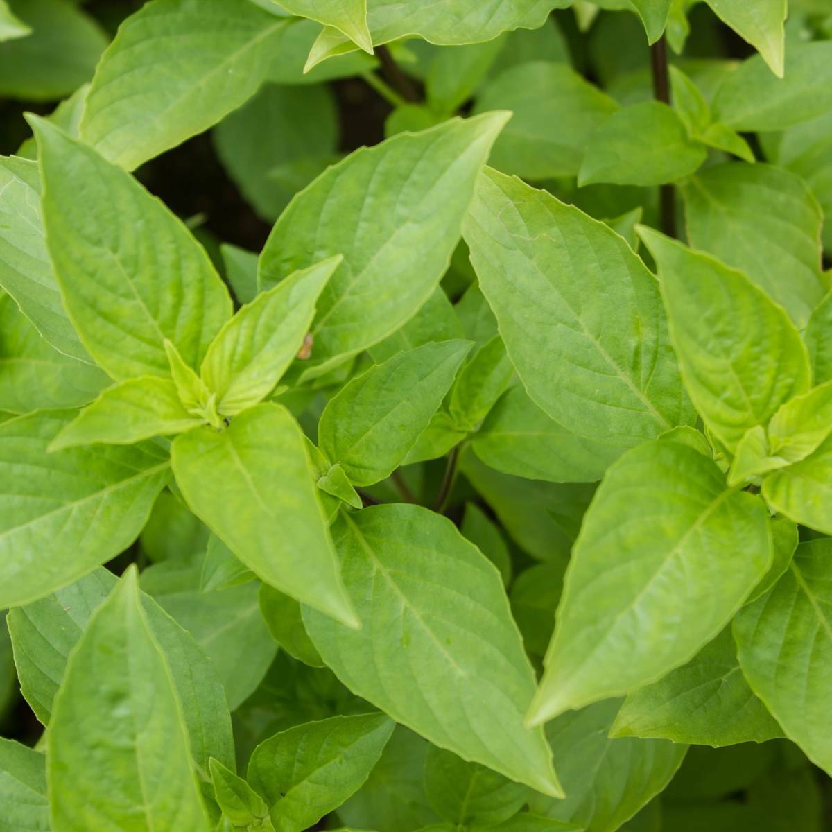 Mrs. Burns Lemon Basil Seeds 500+ Citrus Herb Ocimum Basilicum USA FREE SHIPPING