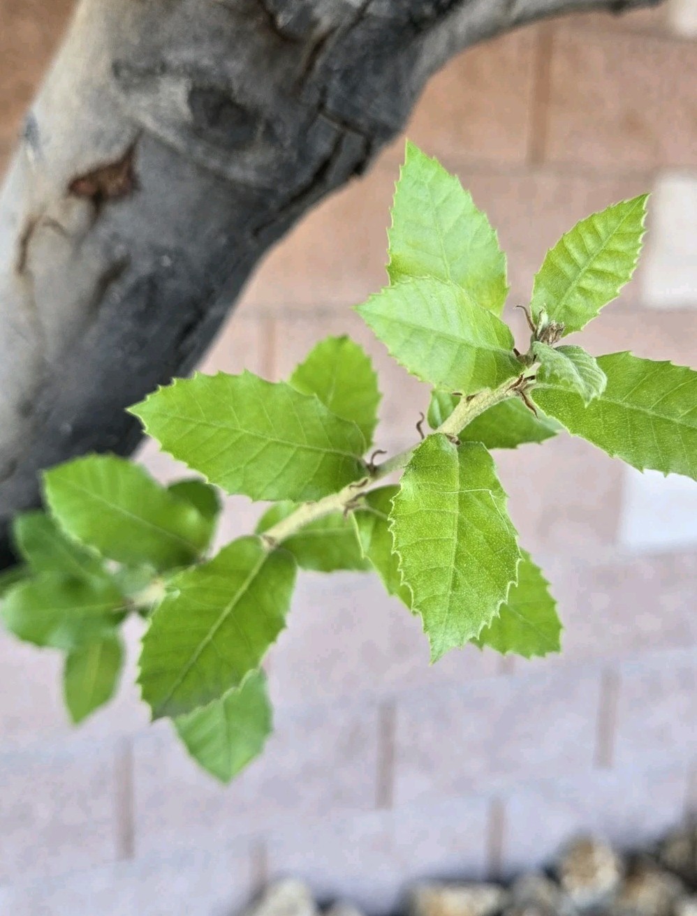 25 – SILVERLEAF SILVER LEAF OAK TREE, DECEMBER 2025 FRESH ACORNS