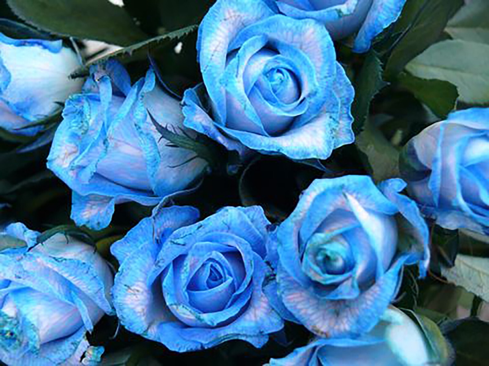 Midnight Blue, Black, Duo Color Rose 100 Seeds~ Rare-Free Shipping-USA Seller