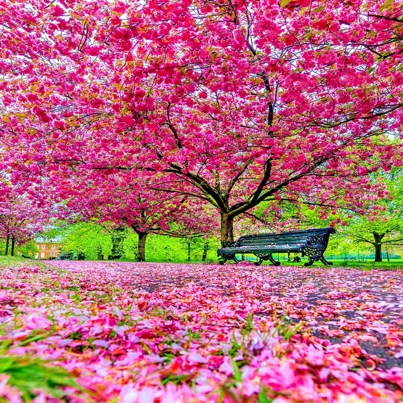 JAPANESE SAKURA CHERRY BLOSSOM TREE SEEDS (Prunus sargentii) Hardy Flower Plant