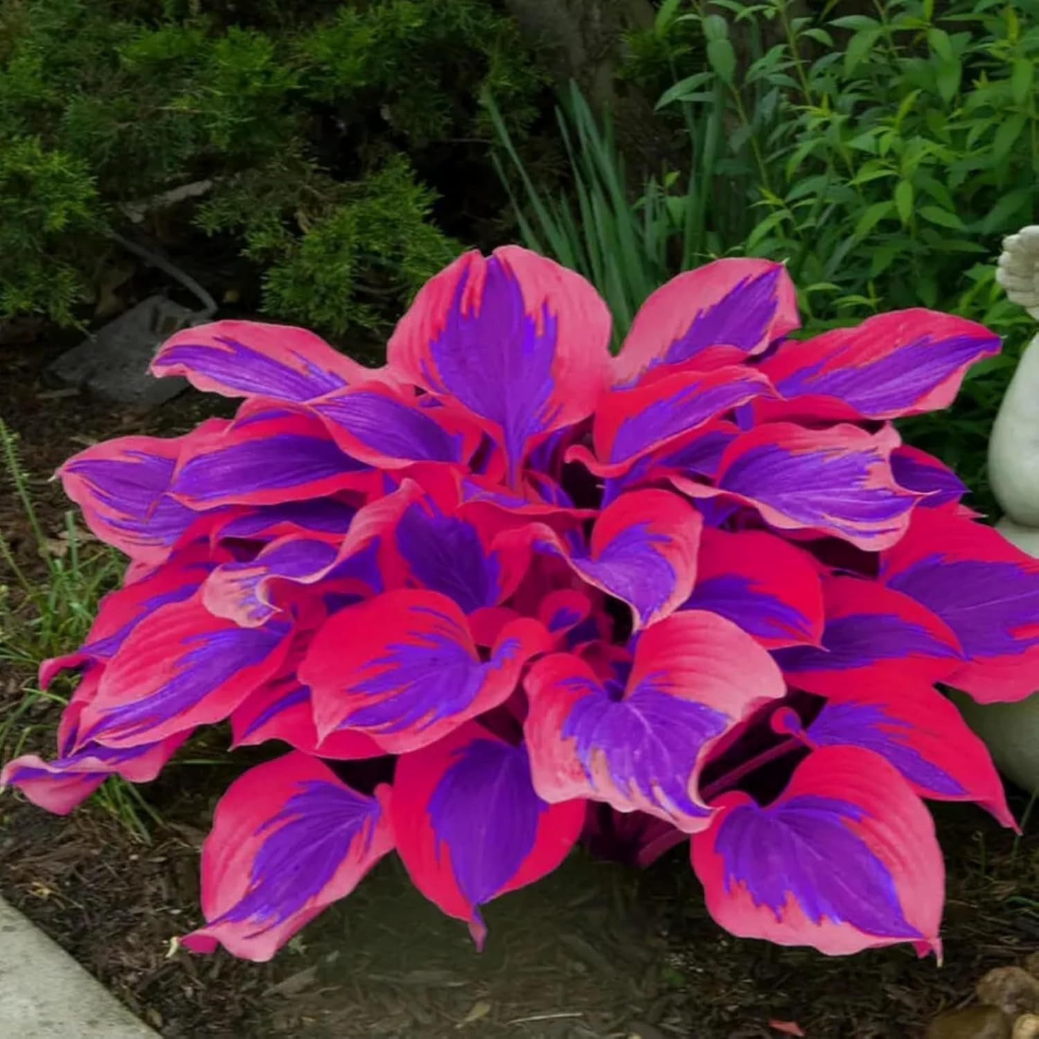 200+ Mixed Color Hosta Seeds for Planting – Hostas Seeds Rare Perennial, Flower