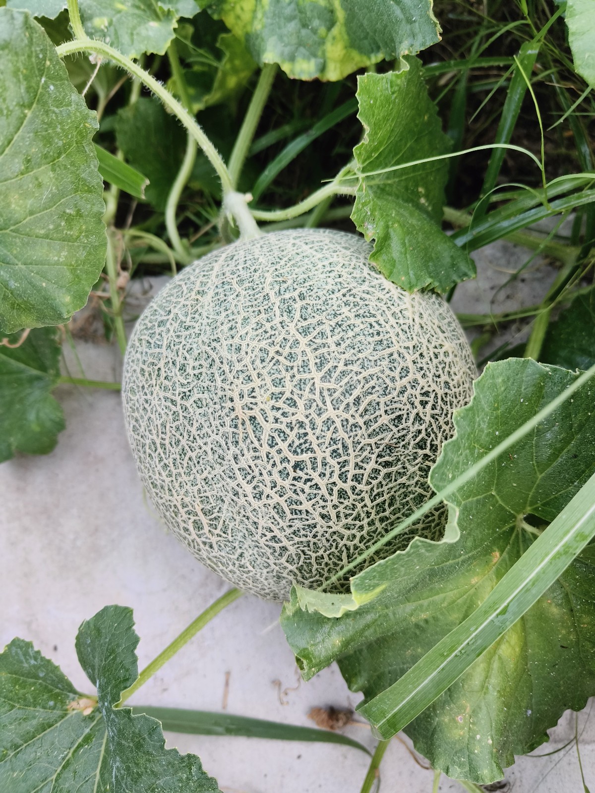 50 Texas Original Heirloom Pecos Cantaloupe Seeds – Legendary Pecos Sweet Melon