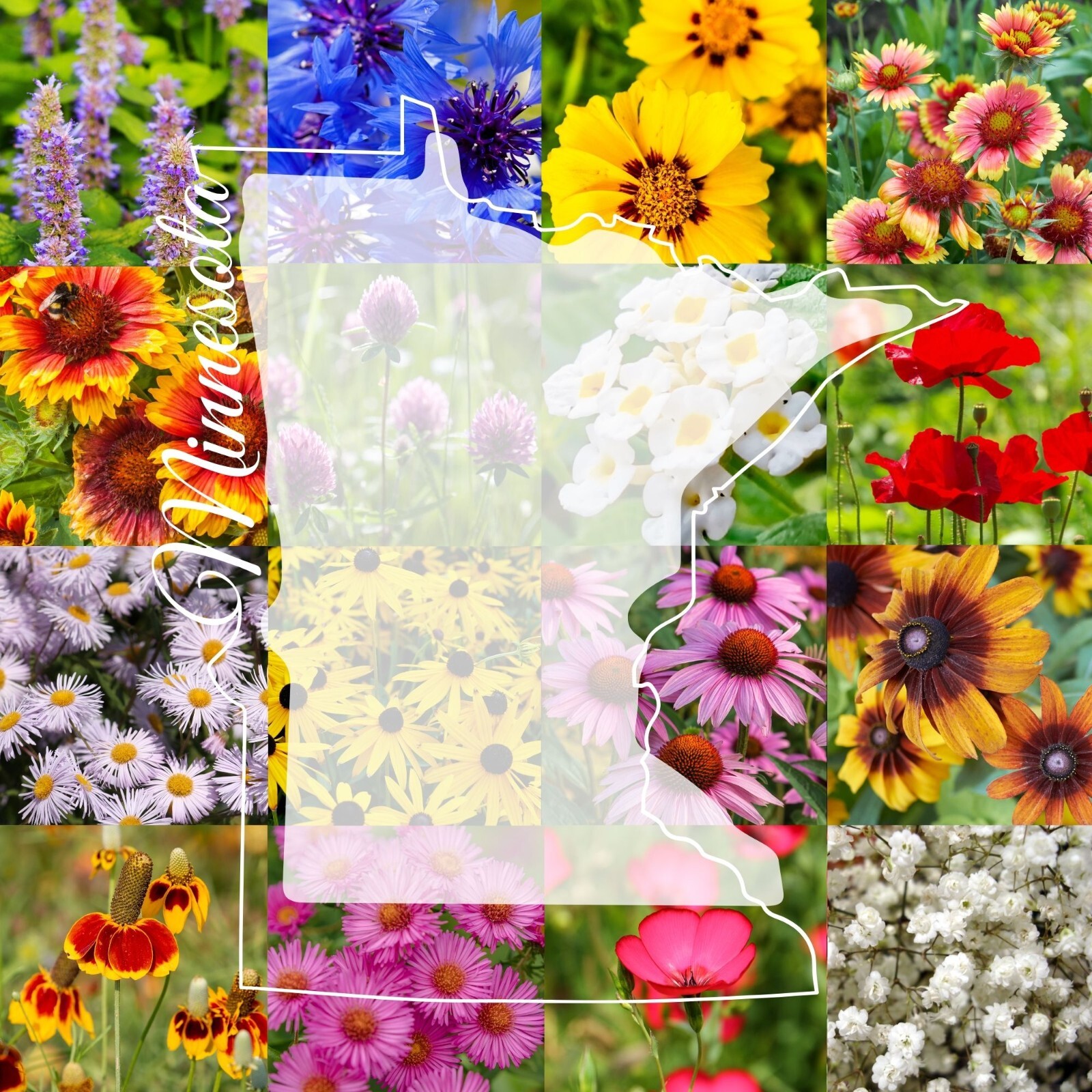 Minnesota Wildflower Seed Mix 1 lb Covers 2,000 Sq Ft Pollinator Garden Seeds