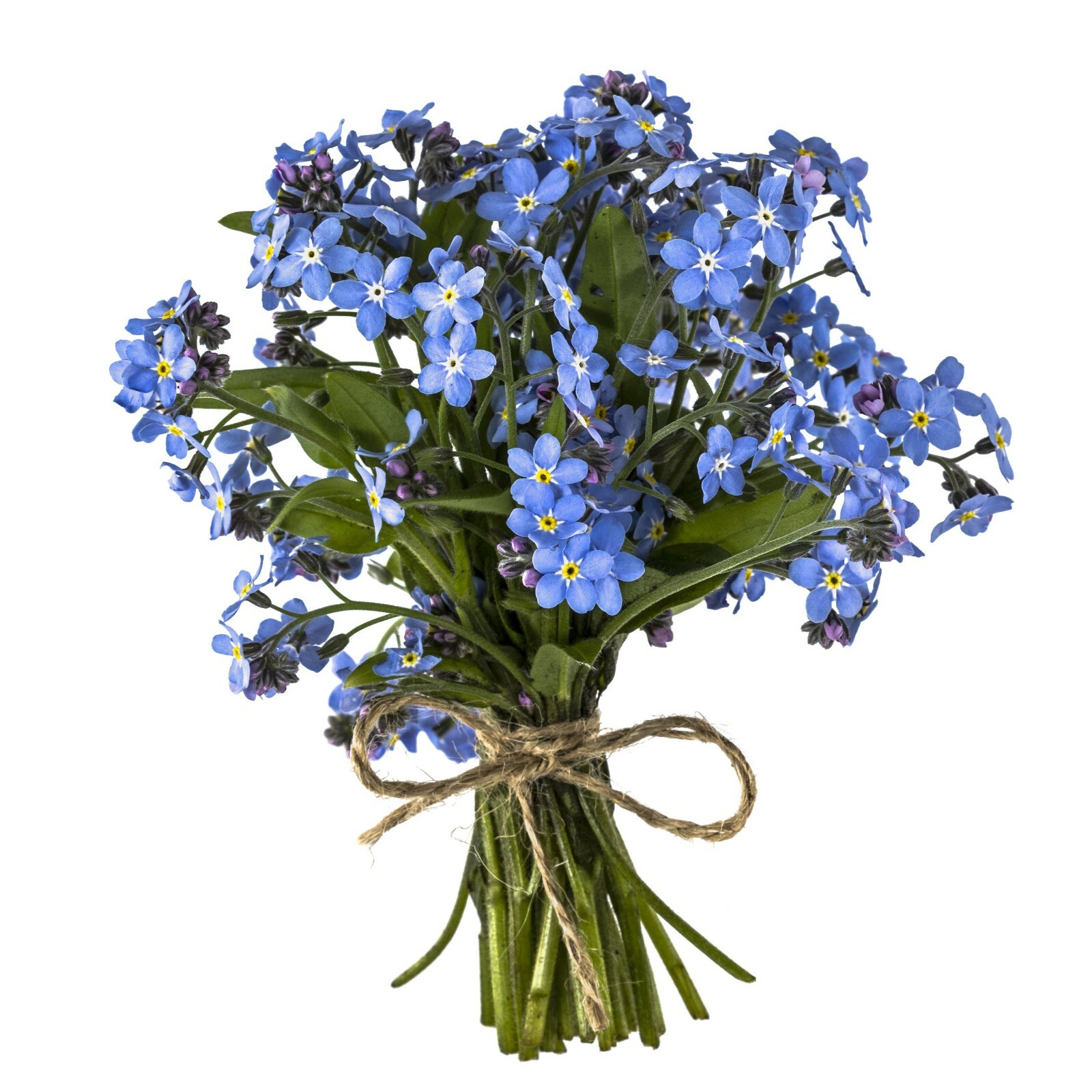 401+FORGET ME NOT Seed Woodland Wildflower Blue Blooms Spring Summer F.Sun/Shade