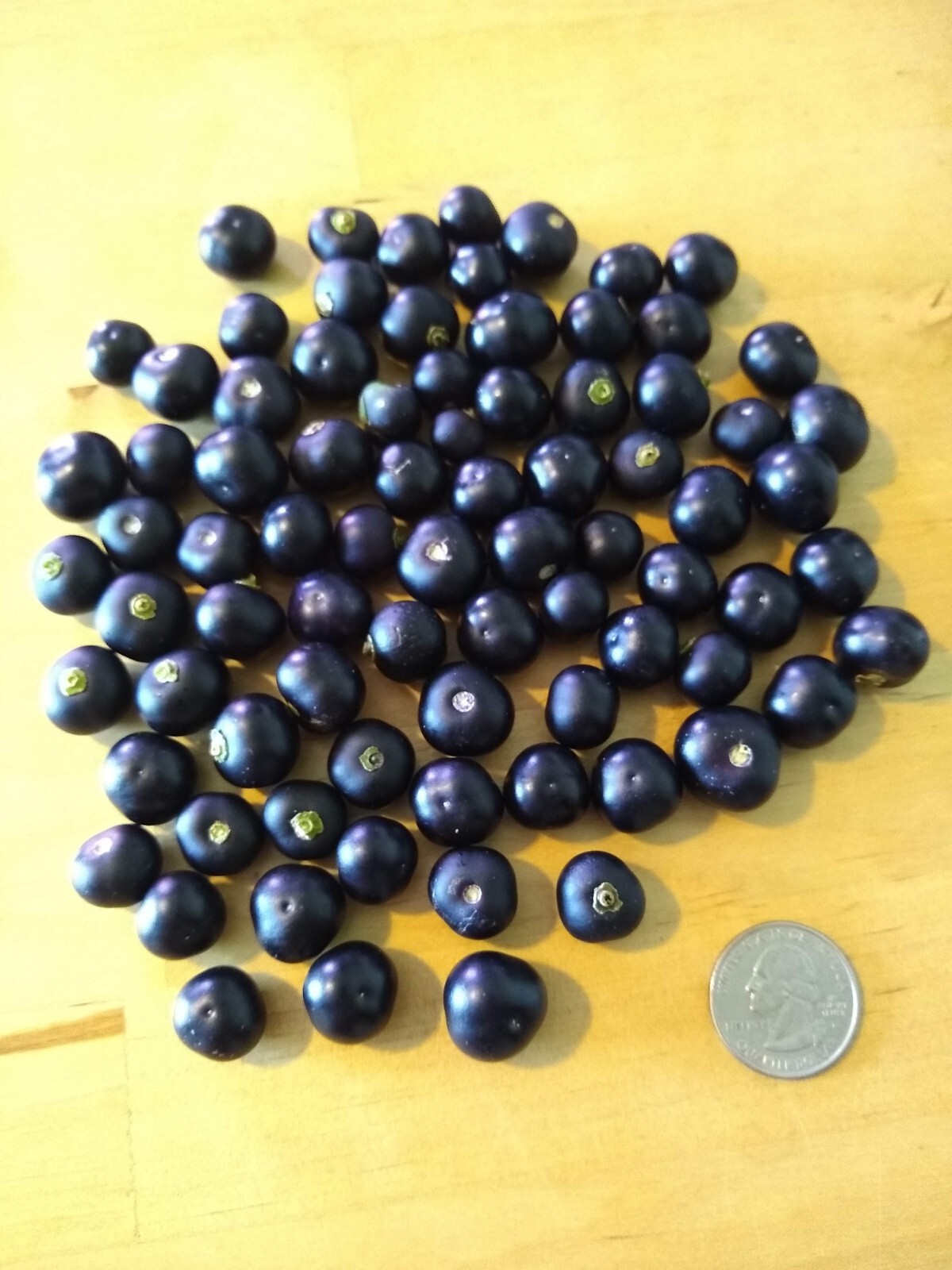Garden Huckleberry Seed (Solanum melanocerasum) ~ 100 to 10,000 seeds