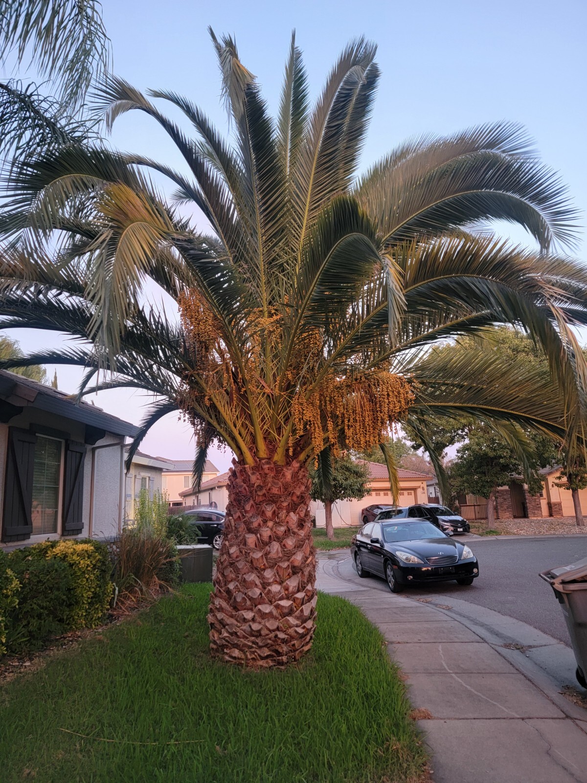10 CANARY ISLAND DATE Pineapple PALM Tree Seeds~Phoenix Canariensis~Fruit Plant