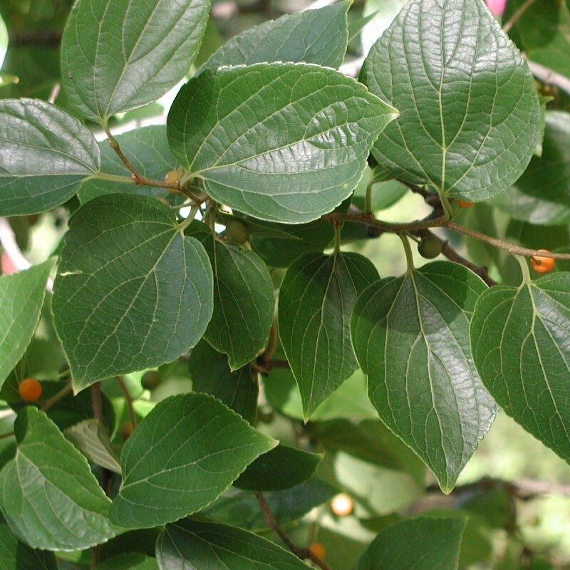 Celtis sinensis (Japanese Hackberry) Tree Seeds, Stunning Foliage, Edible Fruits
