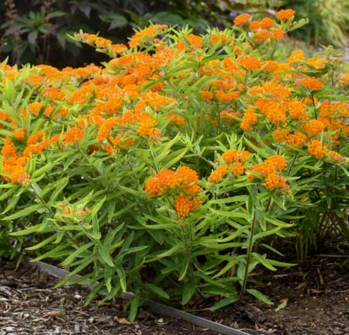Set 2 Orange Milkweed Live Starter Plant – 3-8″ Tall – Monarch Butterfly Attract