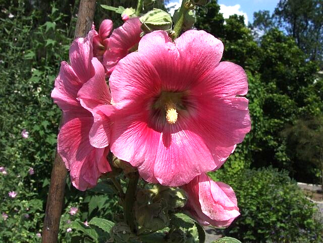 GIANT PINK HOLLYHOCK 50 SEEDS, HARDY PERENNIAL, EZ TO GROW, USA SELLER