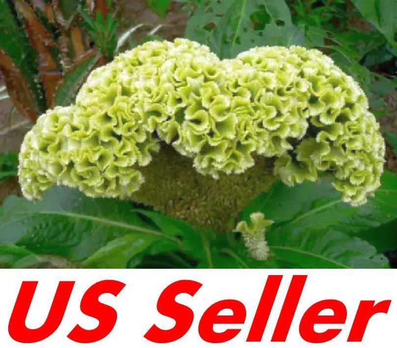 30 Seeds G121, Green Cockscomb seeds Celosia Cristata Annual Flower Home Garden