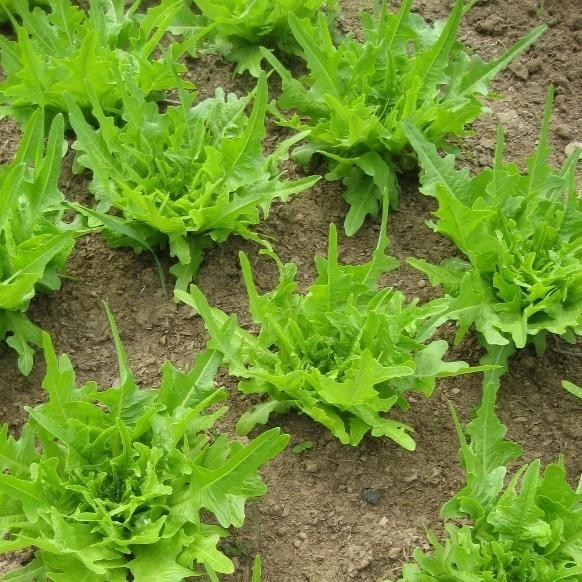 2g Fresh | NON-GMO | Oakleaf Leaf Premium Lettuce Seeds-B 41