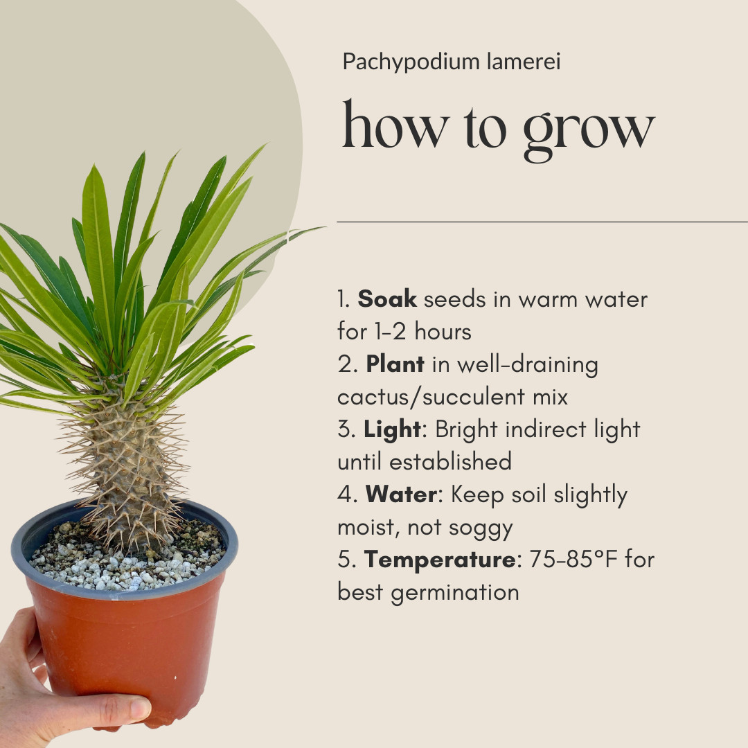 Pachypodium lamerei Seeds (Madagascar Palm) – Exotic Succulent Seeds -California