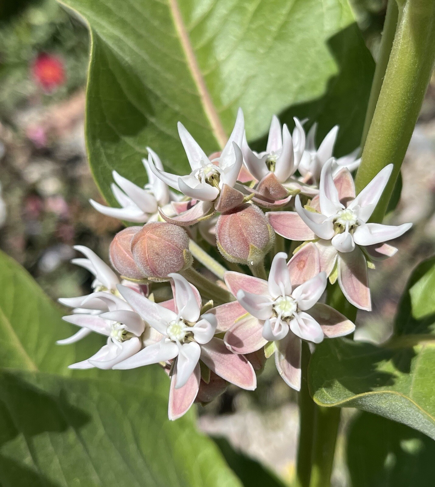 AS01: Showy Milkweed Seed 100 Ct Cold Hardy Wildflower Asclepias speciosa