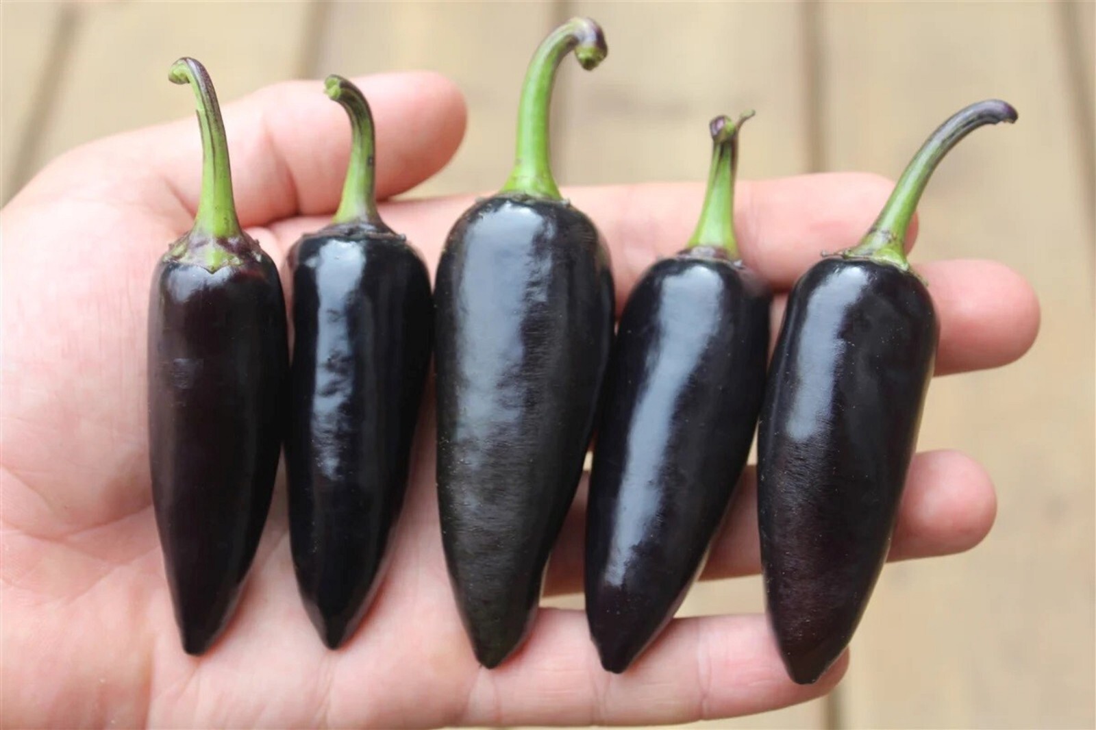 Black Jalapeno 12 Seeds