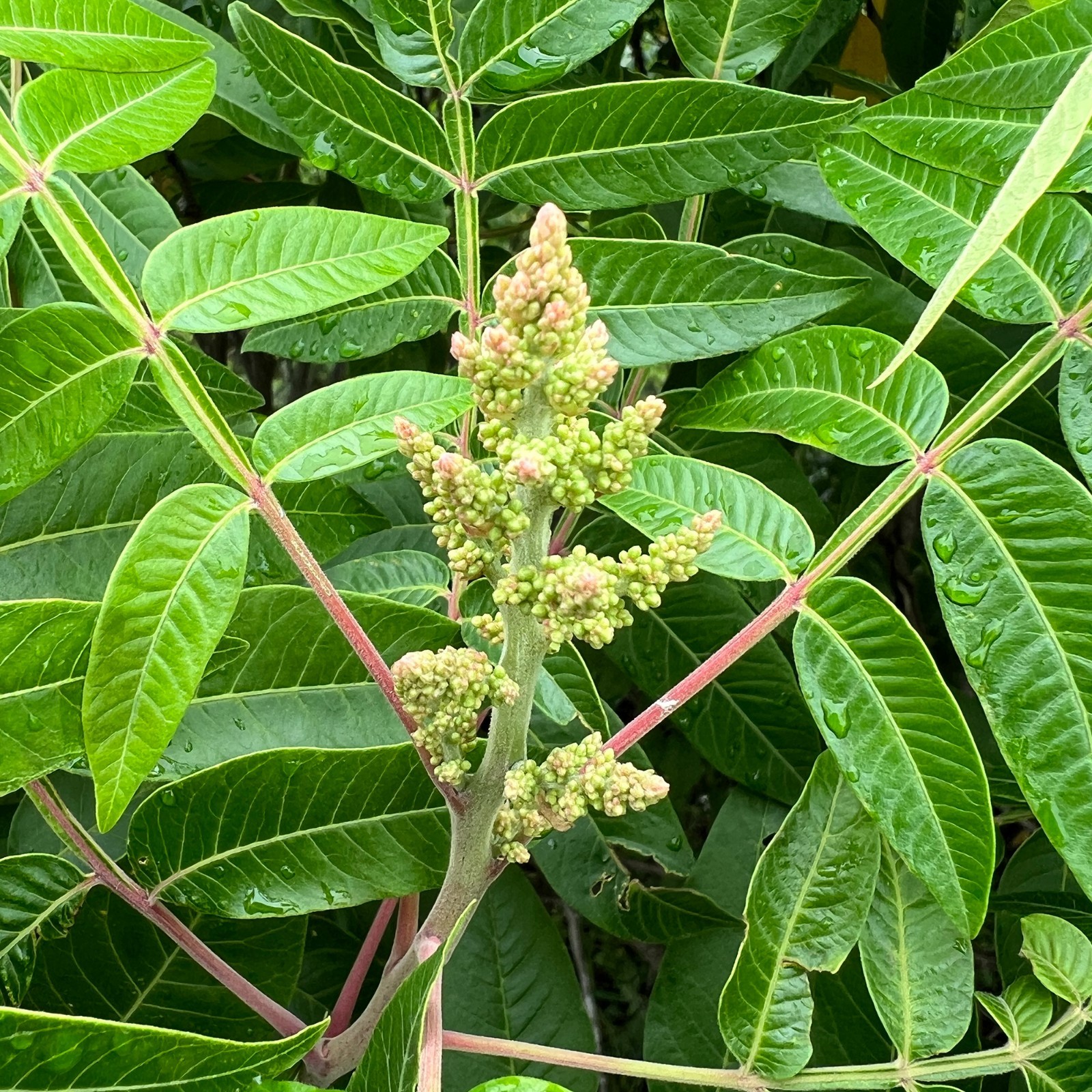 1500 Winged Sumac Tree Seeds (Rhus copallinum) Flameleaf Sumac – Zones 4-9 USA