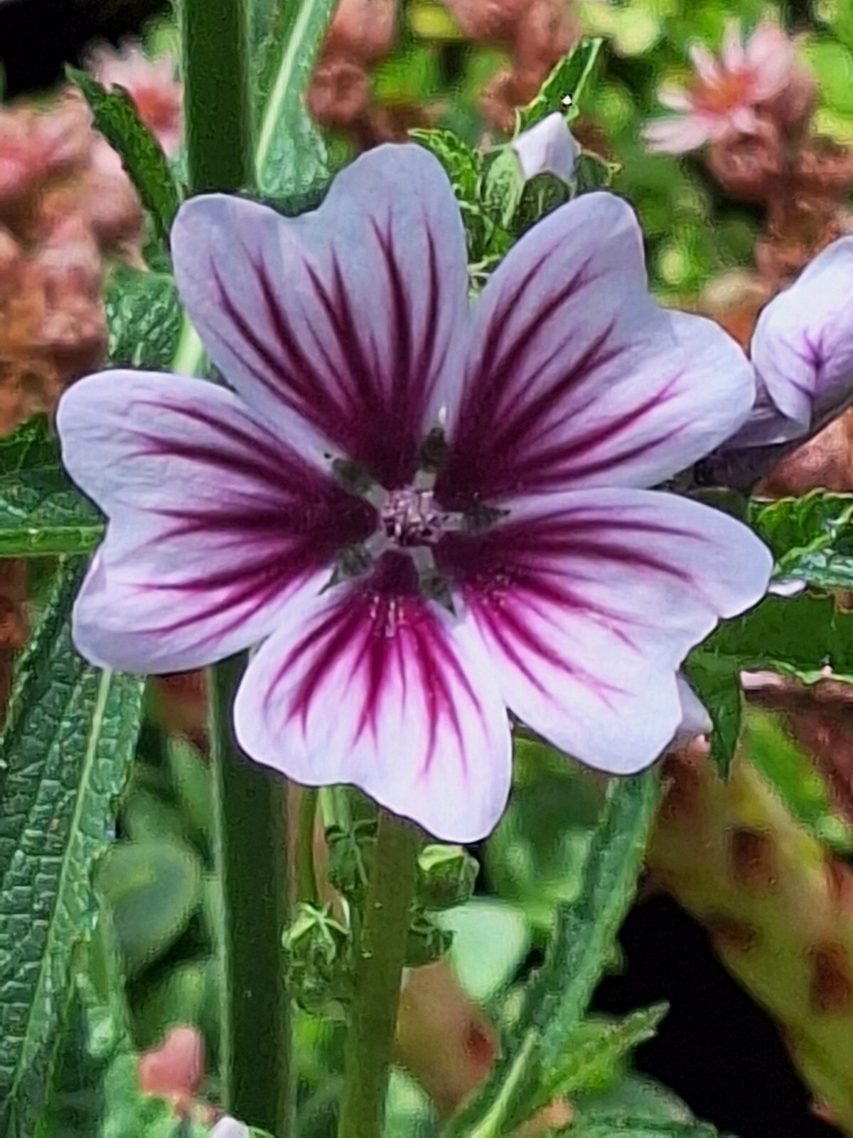 ZEBRA MALLOW 100 SEEDS, WHITE w/PURPLE, ZEBRA STRIPED FLOWERS, MALVA SYLVESTRIS