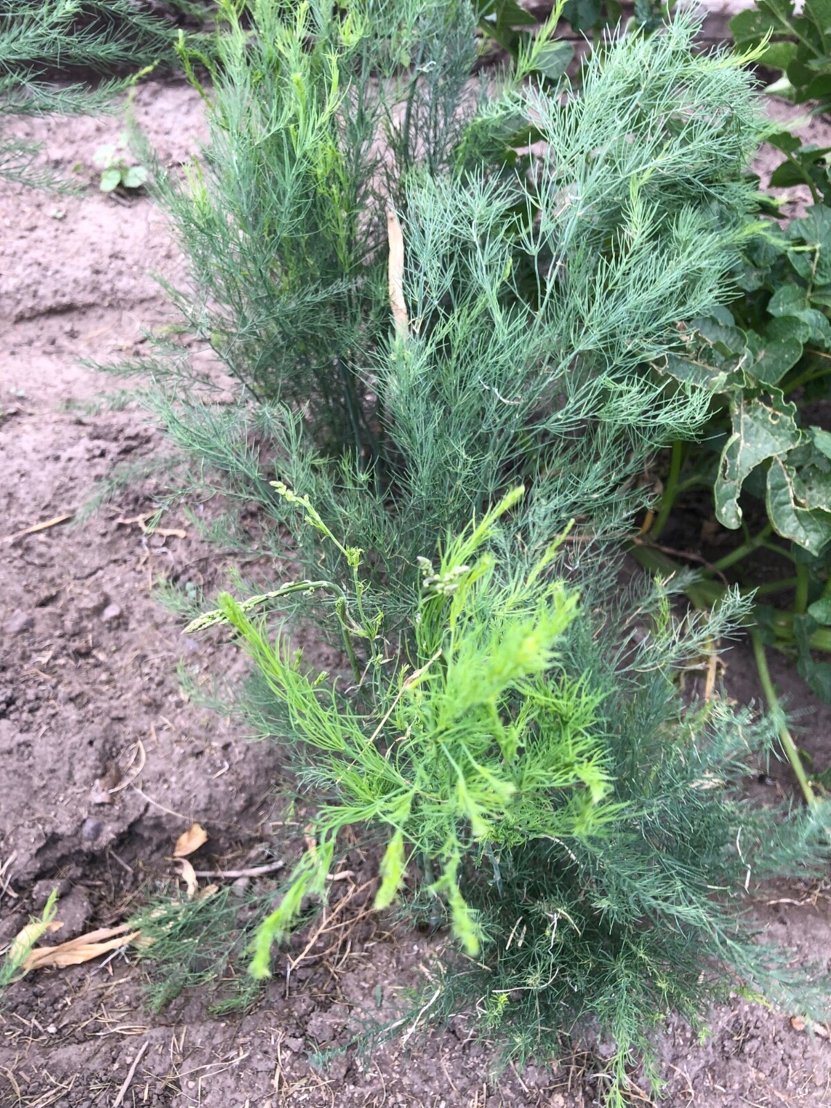 10 ea. Mary Washington Asparagus Live Plants, 2yr Crowns – Organic