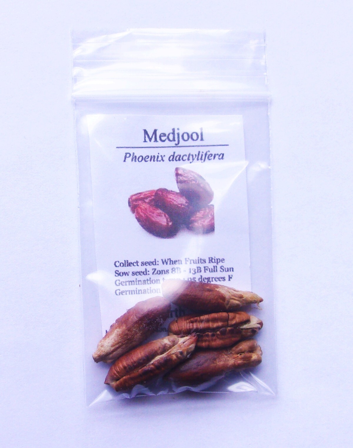 Medjool Date – 5 Seeds – Phoenix dactylifera