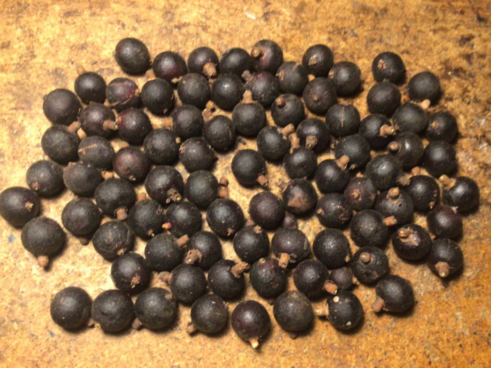 ****2 POUNDS****PRITCHARDIA PACIFICA seeds***FREE SHIPPING***