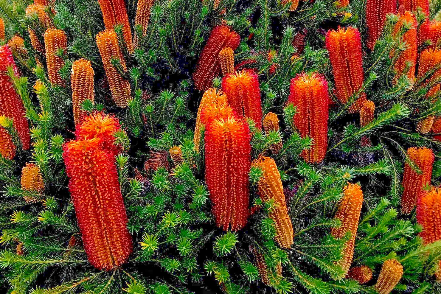 10 Lantern Banksia Tree Seeds “Fireworks” Exotic Flowering House Plant RARE