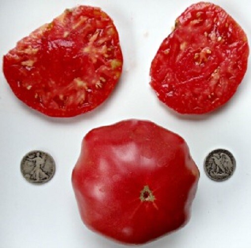 Branywine Collection 1, 40 seed packet each of Pink Red Black Yellow Orange