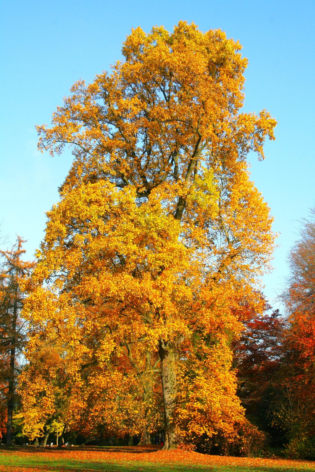 Tulip Poplar Tree Seeds – For 2026 Planting Tallest Fast Growing Flowering
