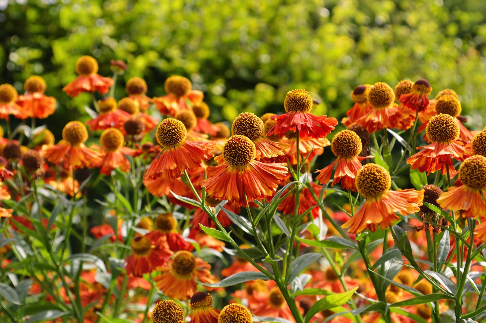 100 HELENIUM AUTUMN LEAVES Mix Helenium Autumnale Sneezeweed Flower Seeds