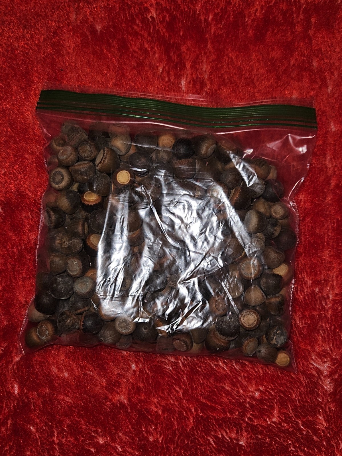 1/2 Pound Natural Live Oak Tree Acorns without Caps Seeds, squirrel food