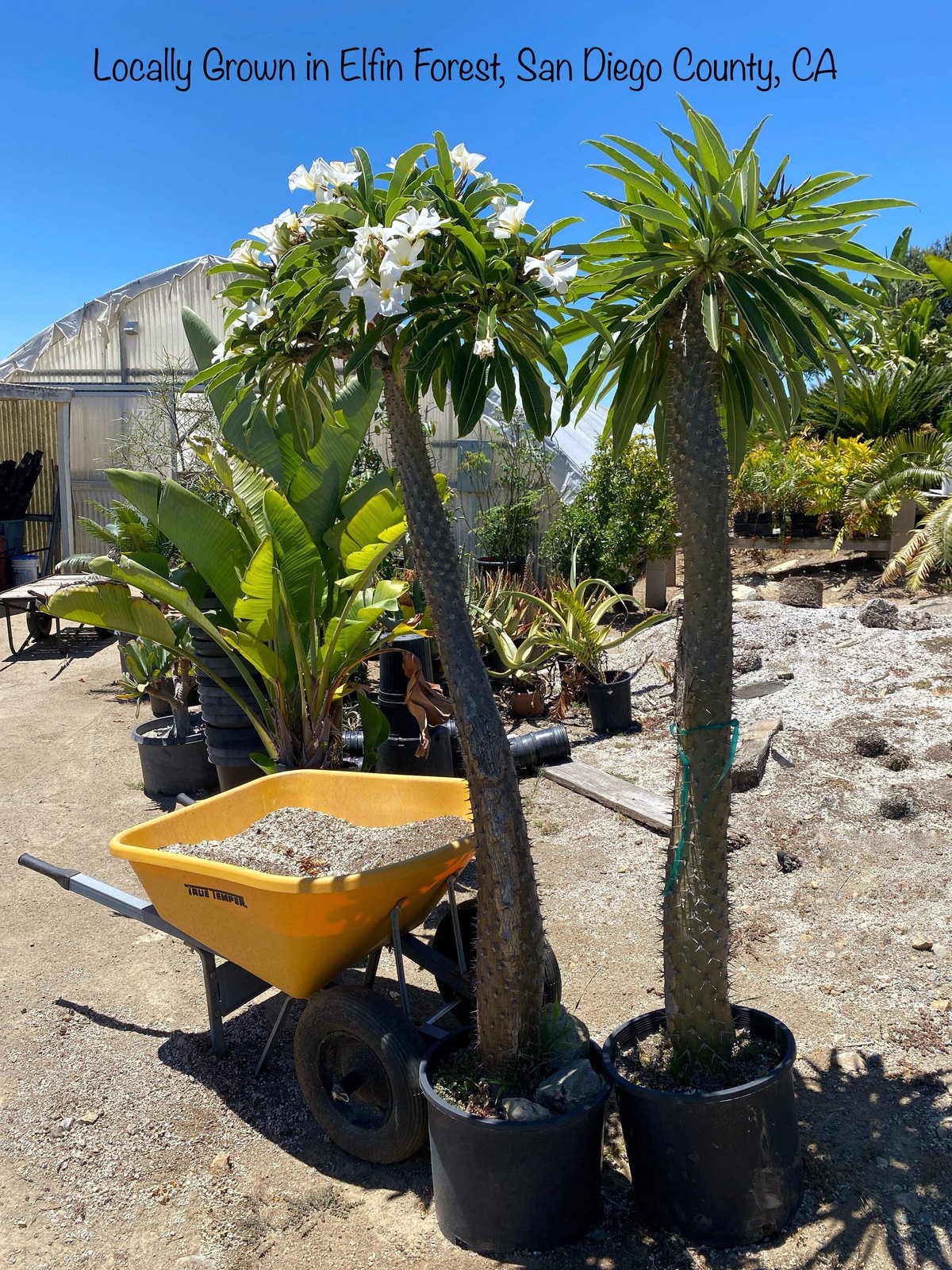 Pachypodium lamerei Seeds (Madagascar Palm) – Exotic Succulent Seeds -California