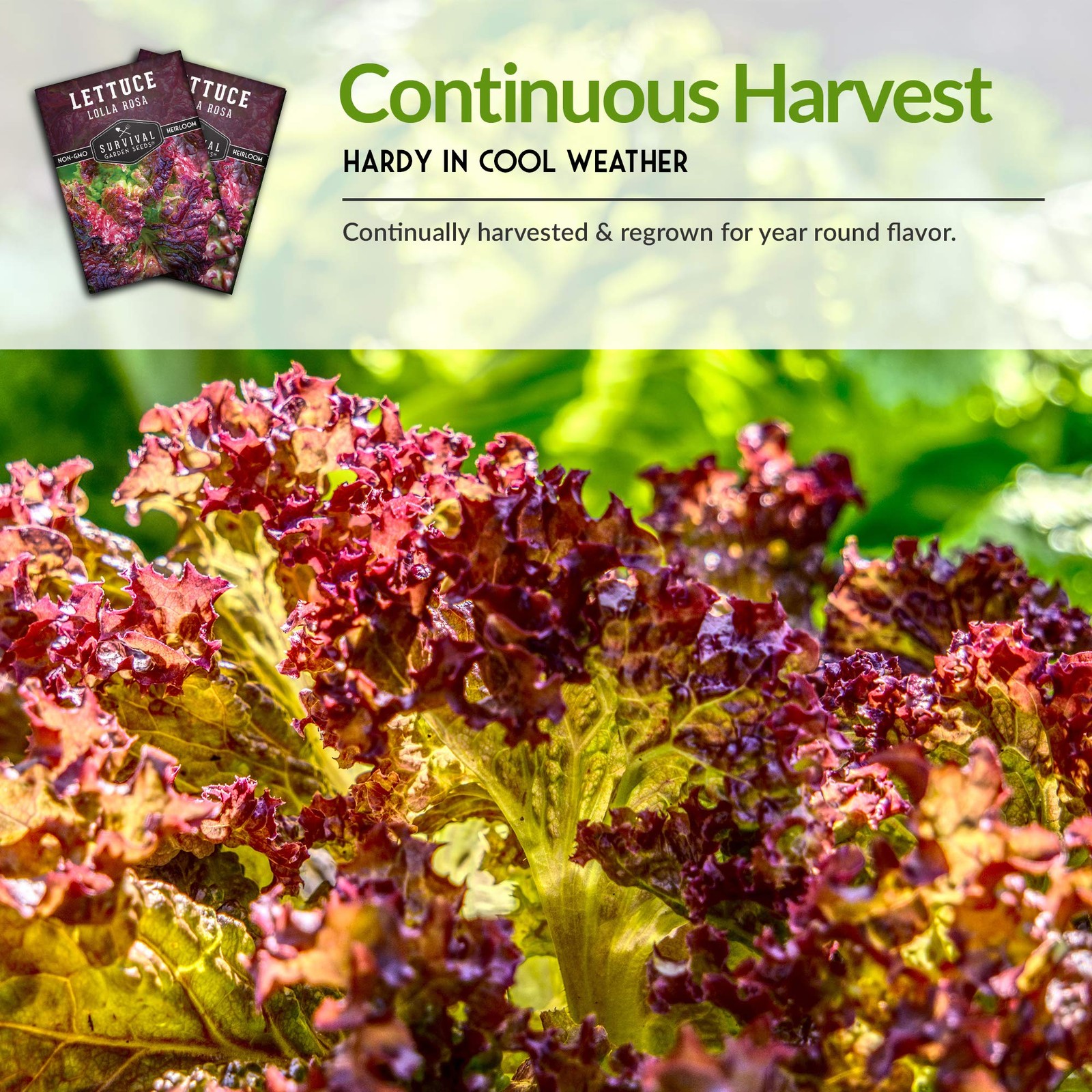 Lolla Rossa Lettuce Seeds – Heirloom Red Leaf, Cut-and-Come-Again – Ideal