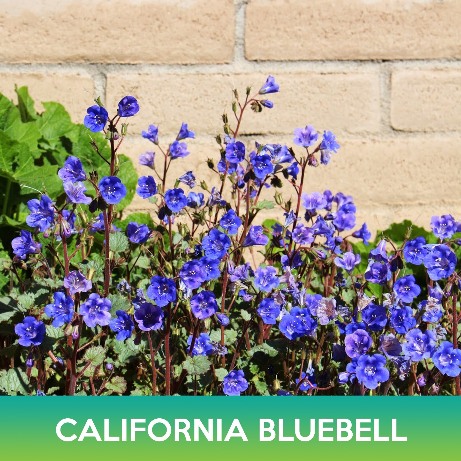 California Bluebell Seeds, Desert Bluebells