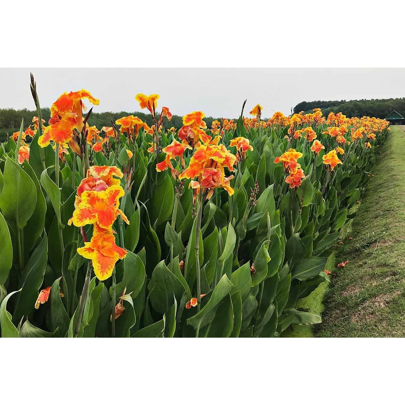 Canna Lily Tropicanna Phasion Bulbs Orange Flowering Baring Root For Planting 1
